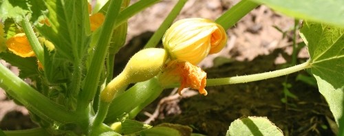 squash