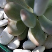 My Plants 1 by kelpenhagen
