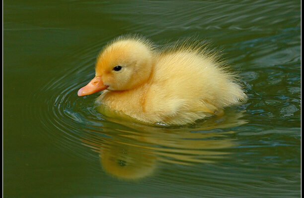 Fuzzy_Duck_by_nitsch
